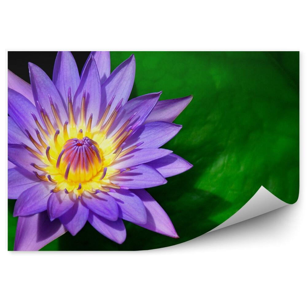 Fototapeta Fialové Ľalie Zelené Listy