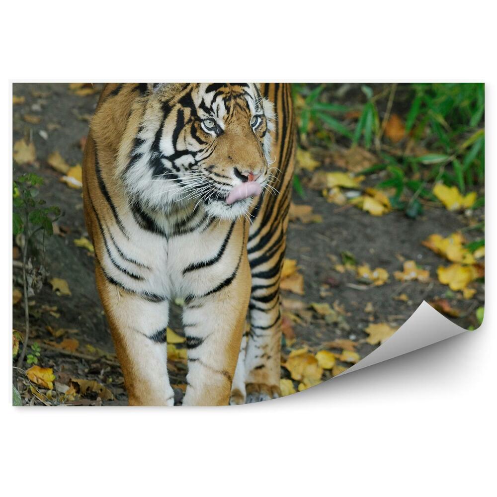 Fototapeta Tiger sumatranský