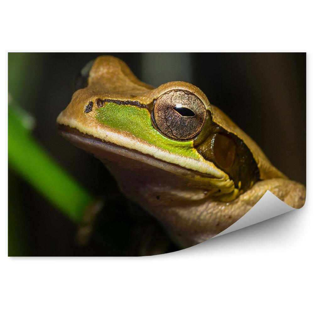 Fototapeta na stenu Žaba na kmeni