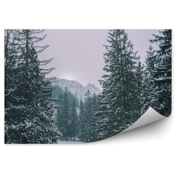 Fototapeta Zimný borovicový les zakopane