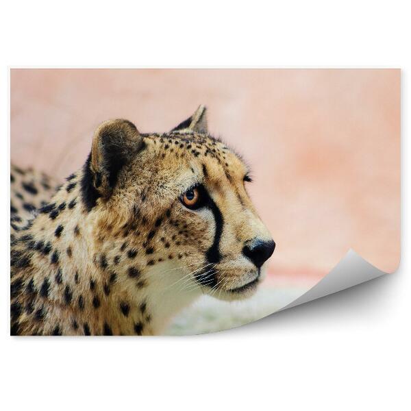 Fototapeta na stenu Prikrčený gepard