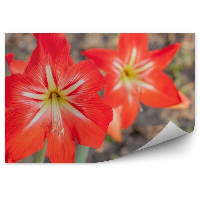 Fototapeta Červený Kvet Ľalie Zem