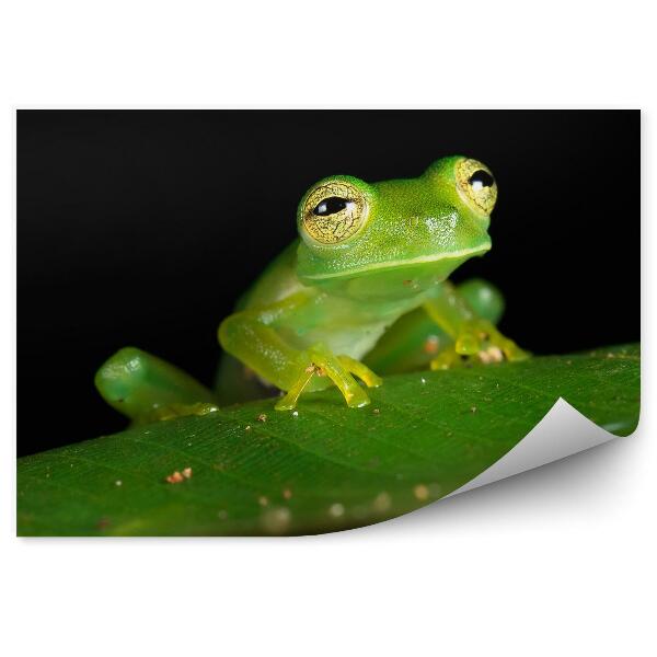 Fototapeta na stenu Žaba na liste