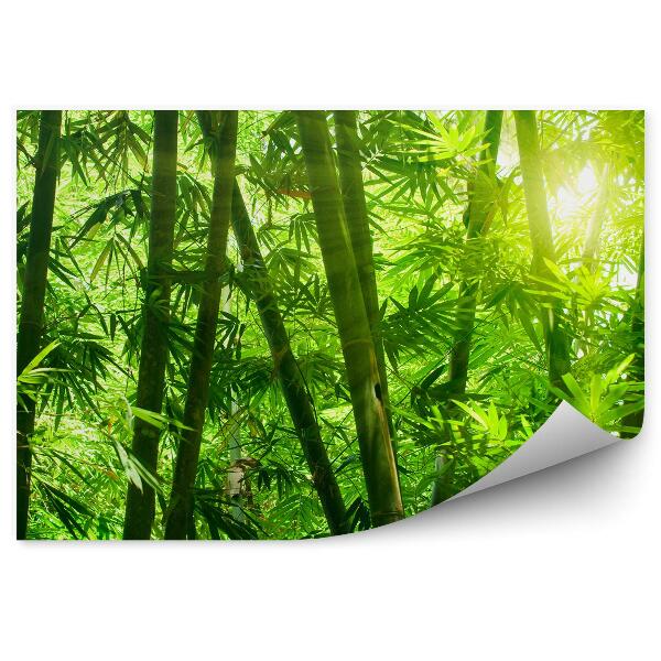Fototapeta Ázijský bambusový les priblíženie listov