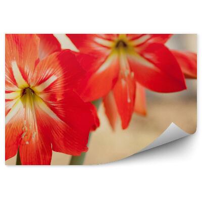 Fototapeta na stenu Červený Kvet Ľalie Béžové Pozadie