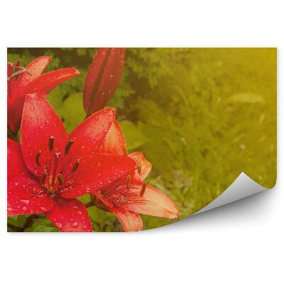 Fototapeta Červený Kvet Ľalie Listy Tráva Zelená