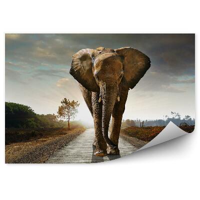 Fototapeta Kráčajúci slon na pozadí zapadajúceho slnka