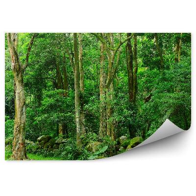 Fototapeta na stenu Zelené stromy skaly vegetácia