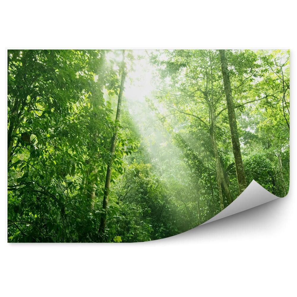 Fototapeta východ slnka v listnatom lese