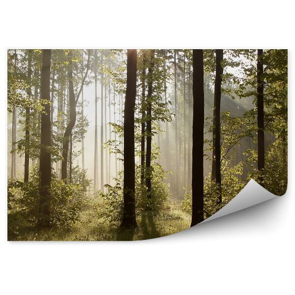 Fototapeta Lesné stromy hmla