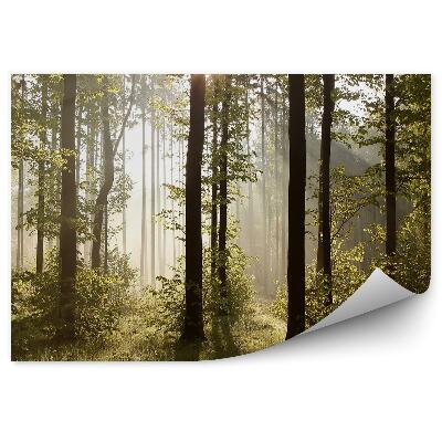 Fototapeta Lesné stromy hmla