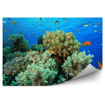 Fototapeta Útesy zblízka ryby zvieratá voda