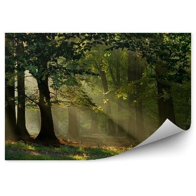 Fototapeta na stenu Bukový les tráva