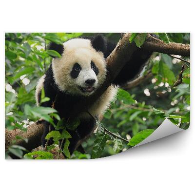 Fototapeta na stenu Panda sediaca na strome
