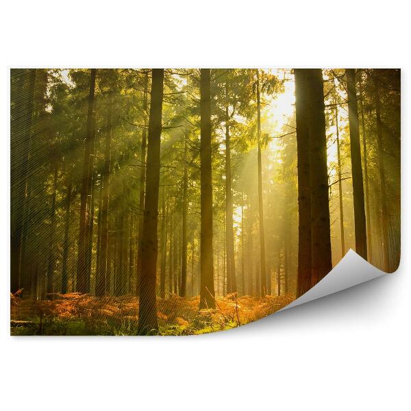 Fototapeta Krásne jesenné lesné kríky svetlo