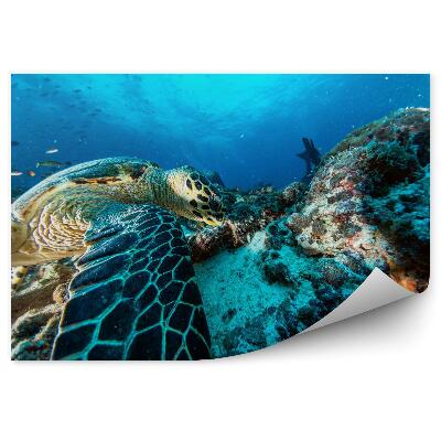 Fototapeta Morská korytnačka