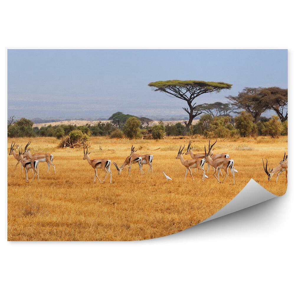 Fototapeta Antilopa Vták Stromy Kríky Savana Pohľad