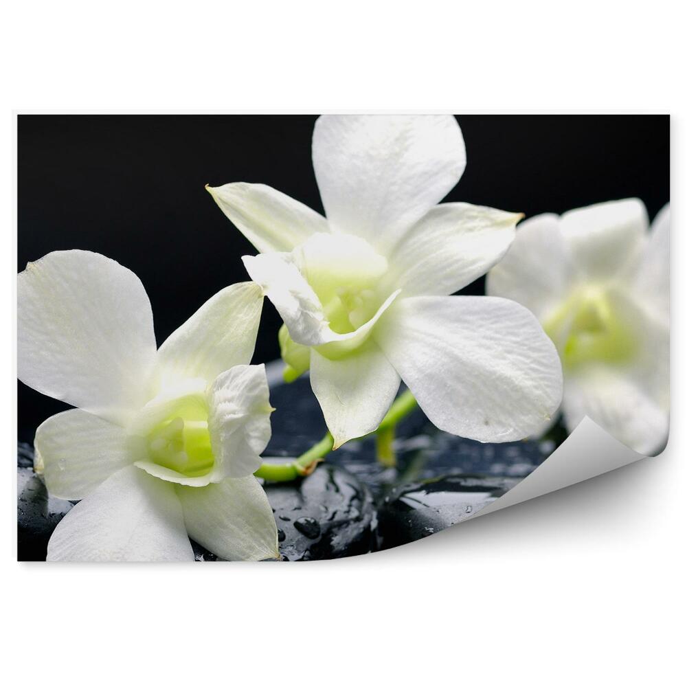 Fototapeta na stenu Biela Orchidea Vodné Kamene