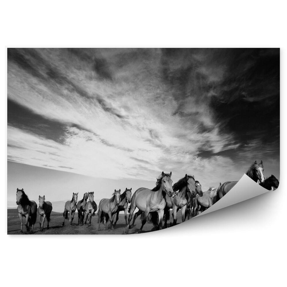 Fototapeta na stenu Divoké kone