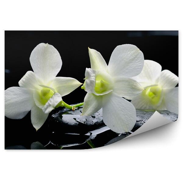 Fototapeta Biele Kvety Orchideí Čierne Kamene Voda