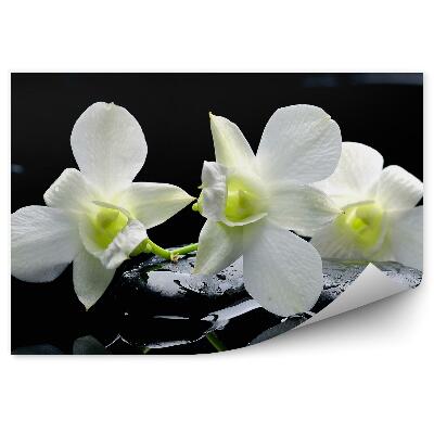 Fototapeta Biele Kvety Orchideí Čierne Kamene Voda