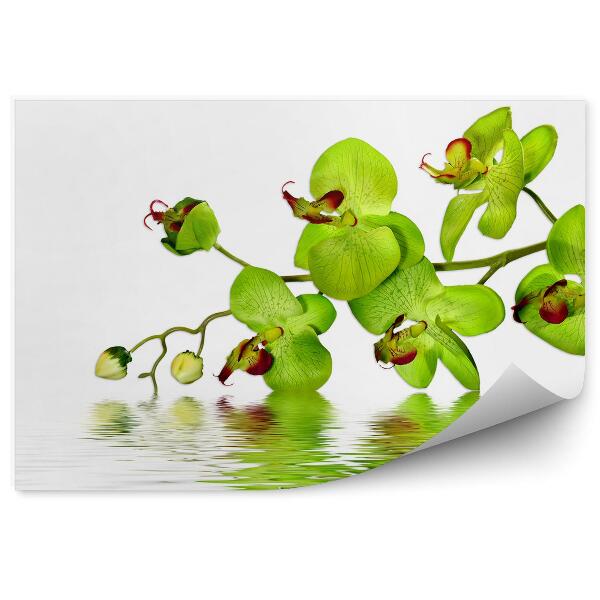 Fototapeta Zelené Kvety Vodnej Orchidey