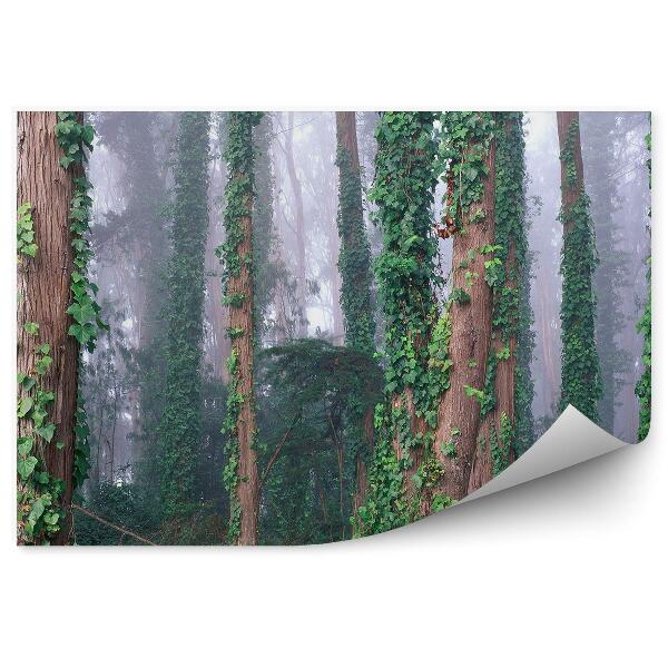 Fototapeta na stenu Stromy les brečtan hmla