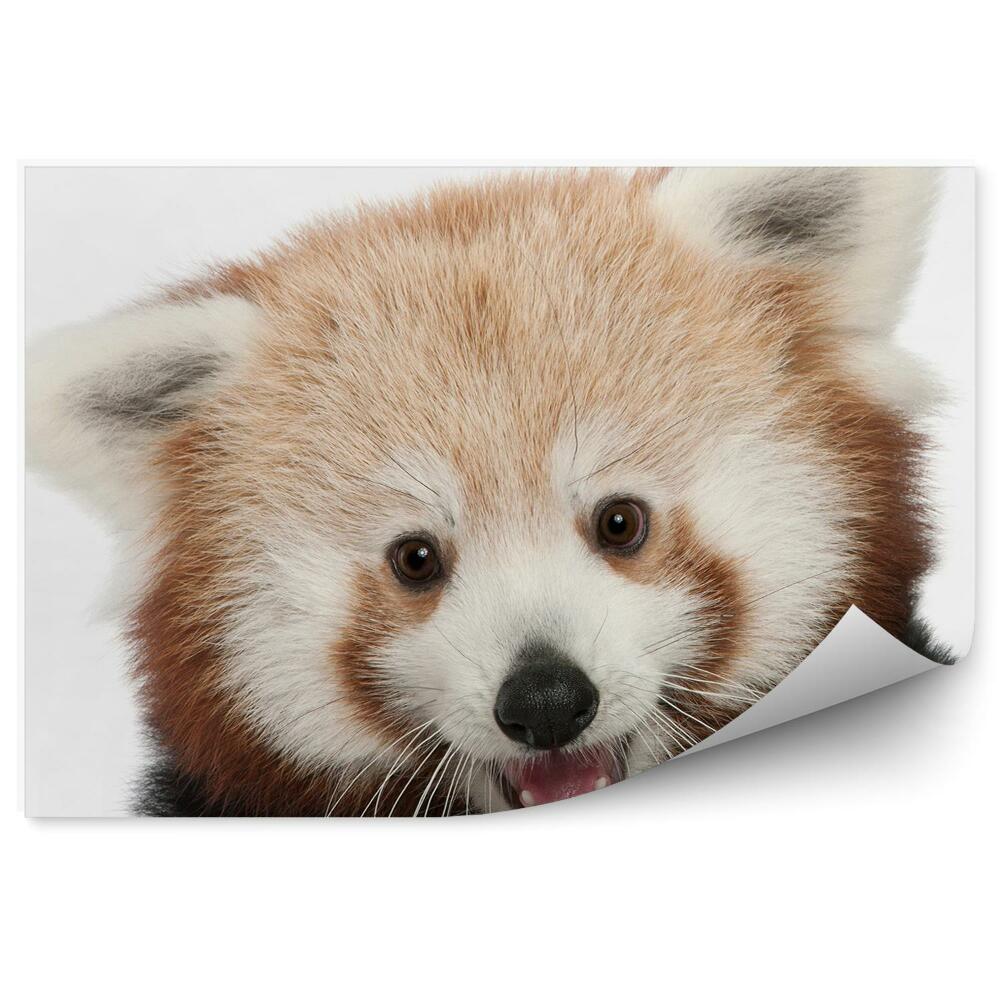 Fototapeta Červená panda v ústach