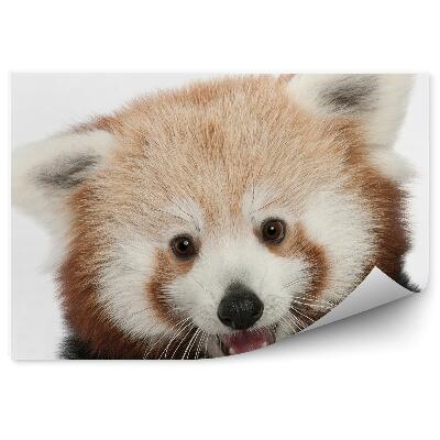 Fototapeta Červená panda v ústach