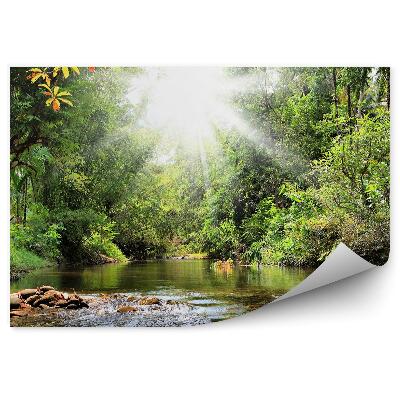 Fototapeta Zelené Stromy Potok Rastliny