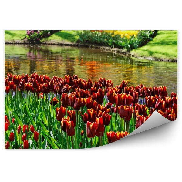 Fototapeta na stenu Farebné Tulipány