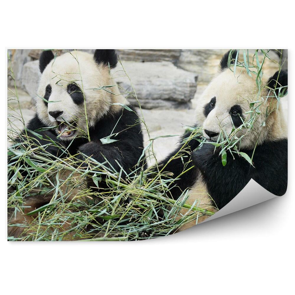 Fototapeta na stenu Panda pri bambusovom občerstvení