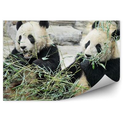 Fototapeta na stenu Panda pri bambusovom občerstvení