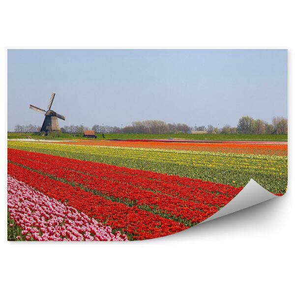 Fototapeta Pole Tulipánov Veterné Mlyny Nebo Holandsko