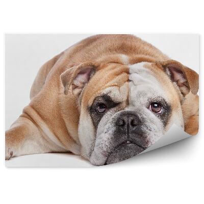 Fototapeta na stenu Anglický buldog hnedý pes biele pozadie