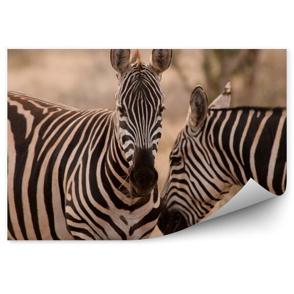 Fototapeta na stenu Zebry v národnom parku tsavo east