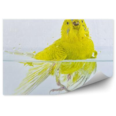 Fototapeta na stenu Papagáj vlnkovaný vo vode