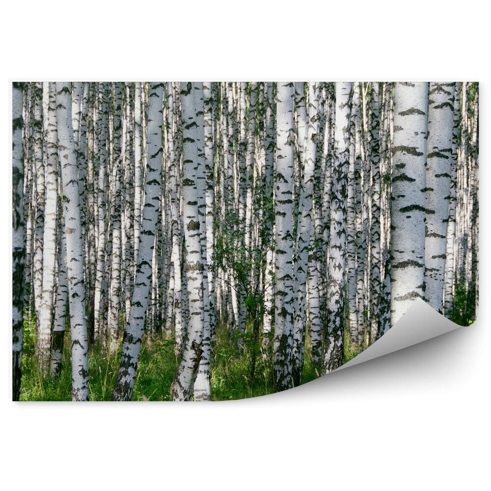 Fototapeta Brezový les tráva