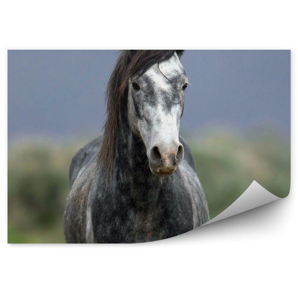 Fototapeta na stenu Divoký sivý kôň poľná tráva