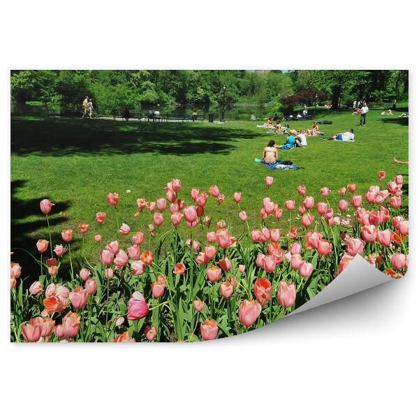Fototapeta Ružové Tulipány Centrálny Park