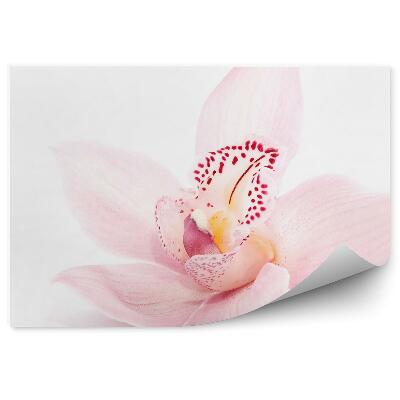 Fototapeta na stenu Ružová Orchidea