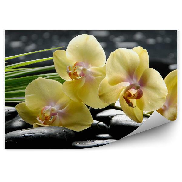 Fototapeta na stenu Žlté Kvety Orchidey Kamene Voda