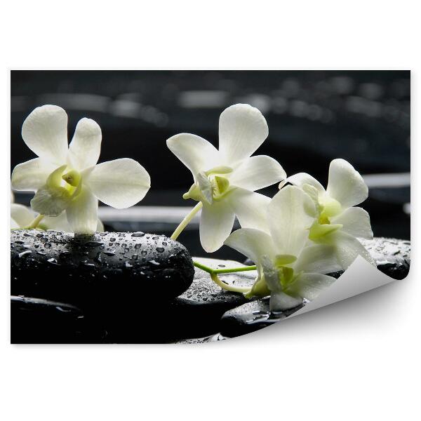 Fototapeta Biela Orchidea Vodné Kamene Kvet