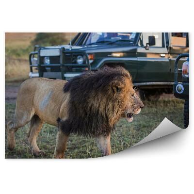 Fototapeta na stenu Lev Zviera Hriva Trávy Vegetácia Vozidlá