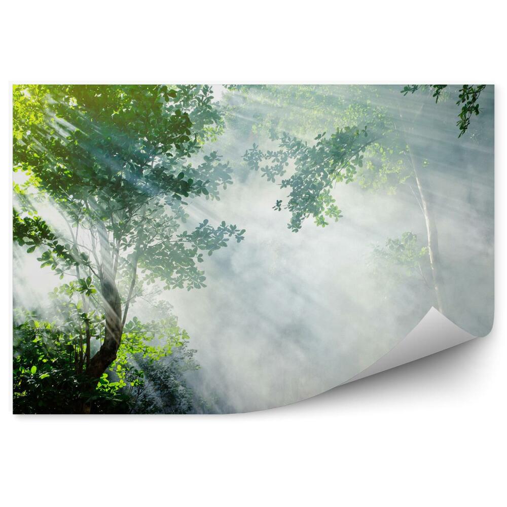 Fototapeta Krásny ranný slnečný lúč v tropickom lese