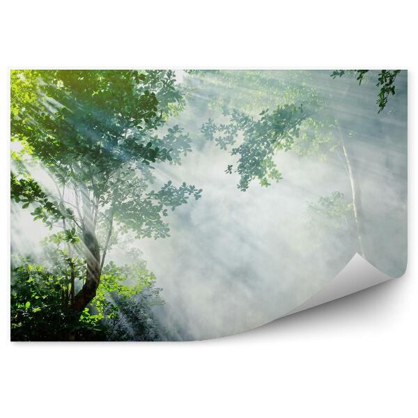 Fototapeta Krásny ranný slnečný lúč v tropickom lese