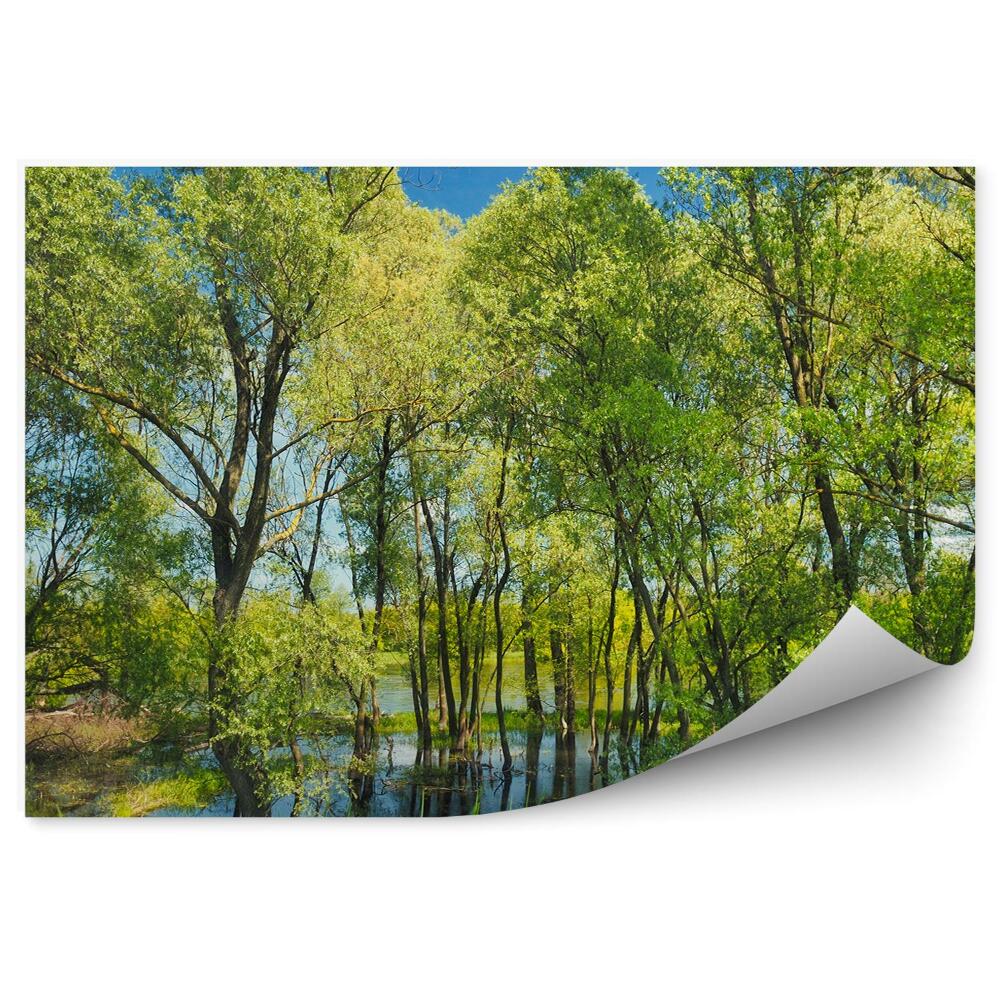 Fototapeta na stenu Stromy voda rybník zelená vegetácia