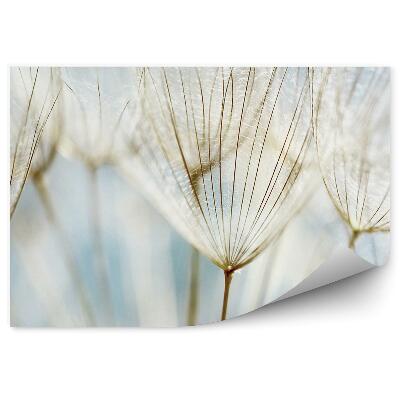 Fototapeta Abstraktný Kvet Dúchavky