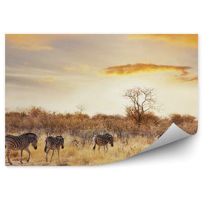 Fototapeta Zebra savana obloha mraky západ slnka