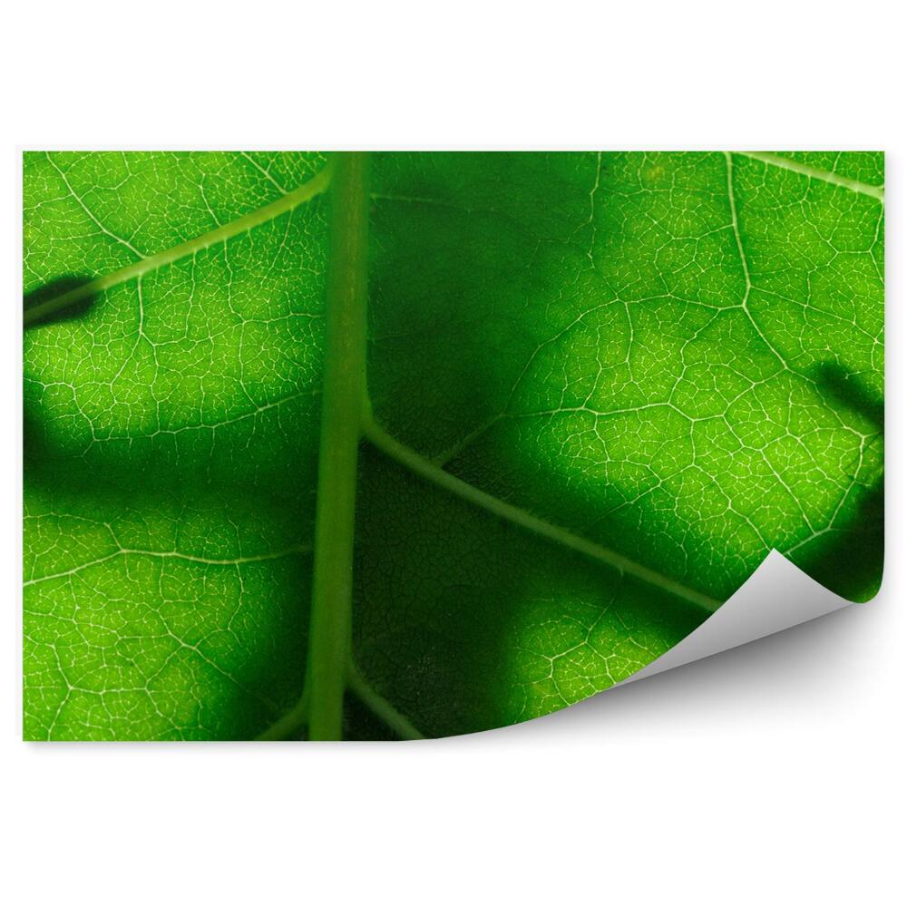 Fototapeta Jašterica na liste